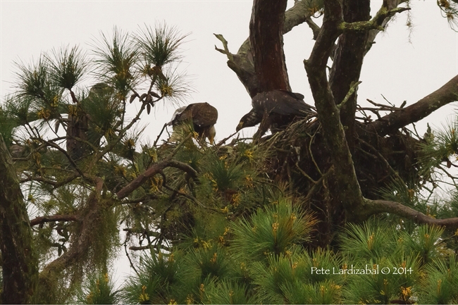 Feeding time at the aerie