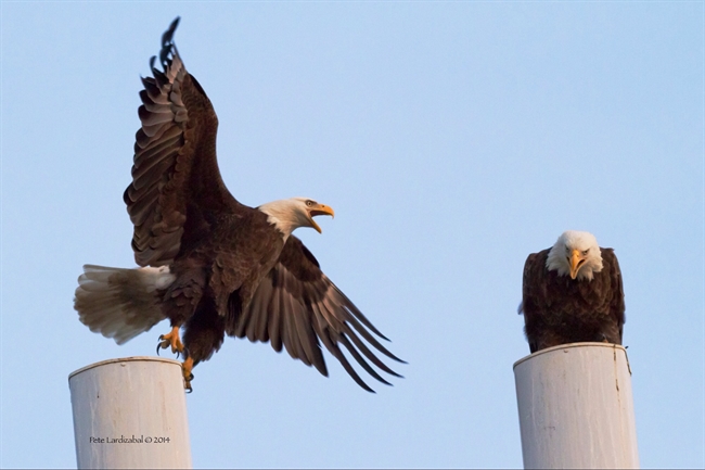 Eagle pair...