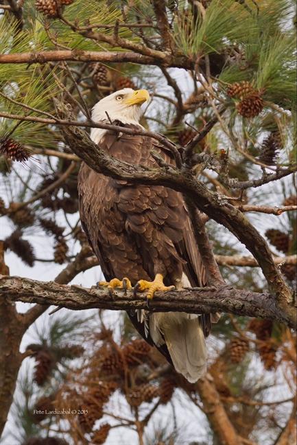 Watchful Father