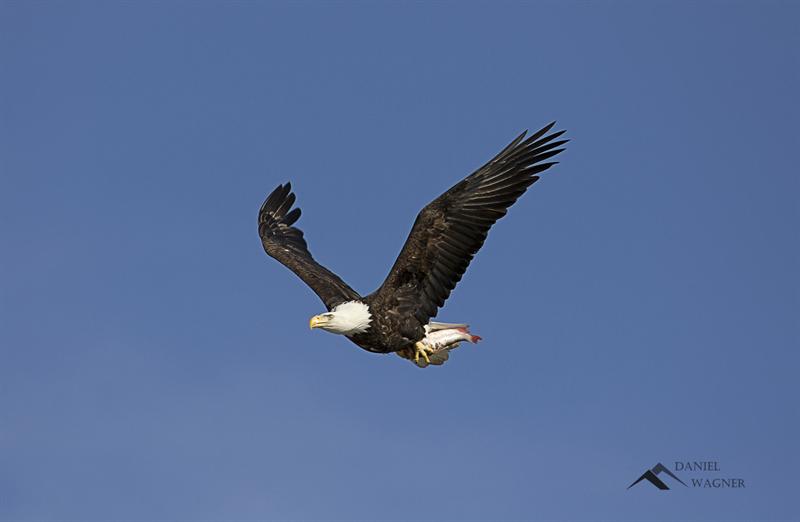 Eagle with catch 1