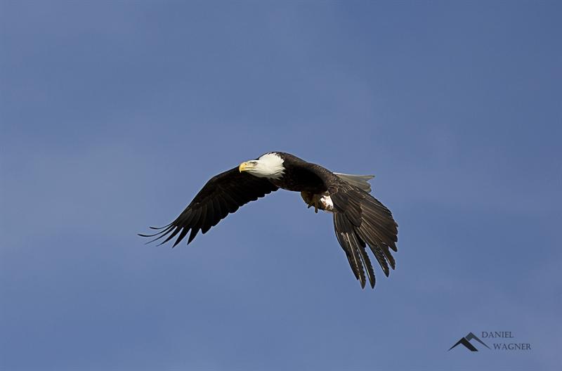 Eagle with catch 2