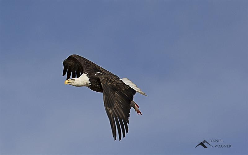Eagle with catch 3