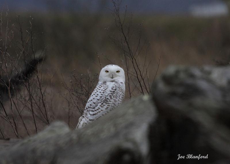 snow owl