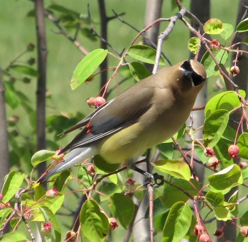 Cedar Waxwing checking me out