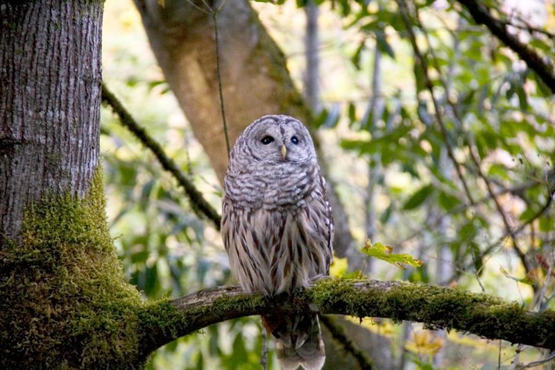 Barred Owl