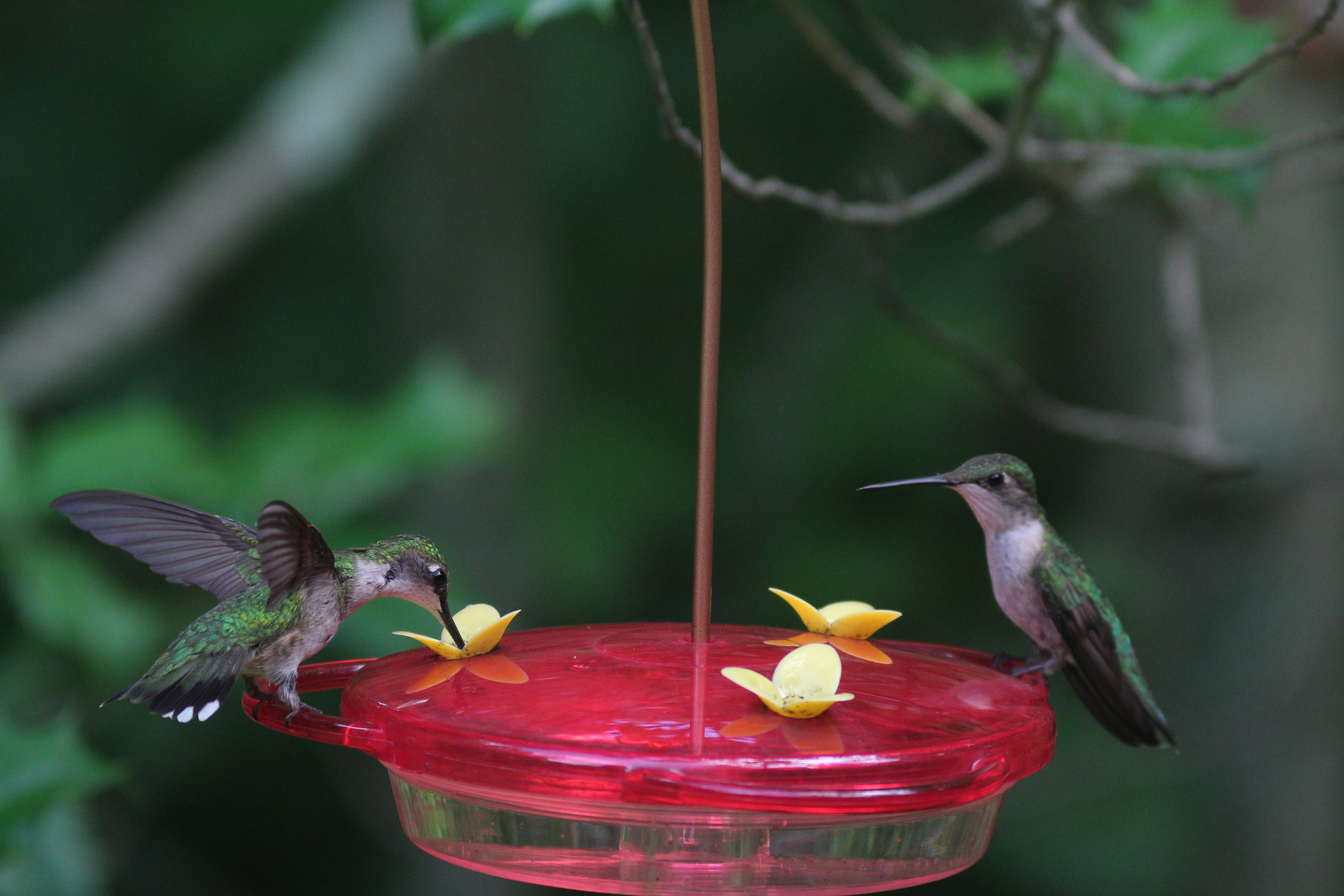 Hummingbirds 