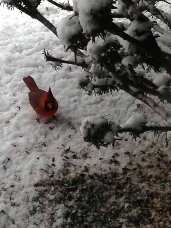Cardinal winter lunch