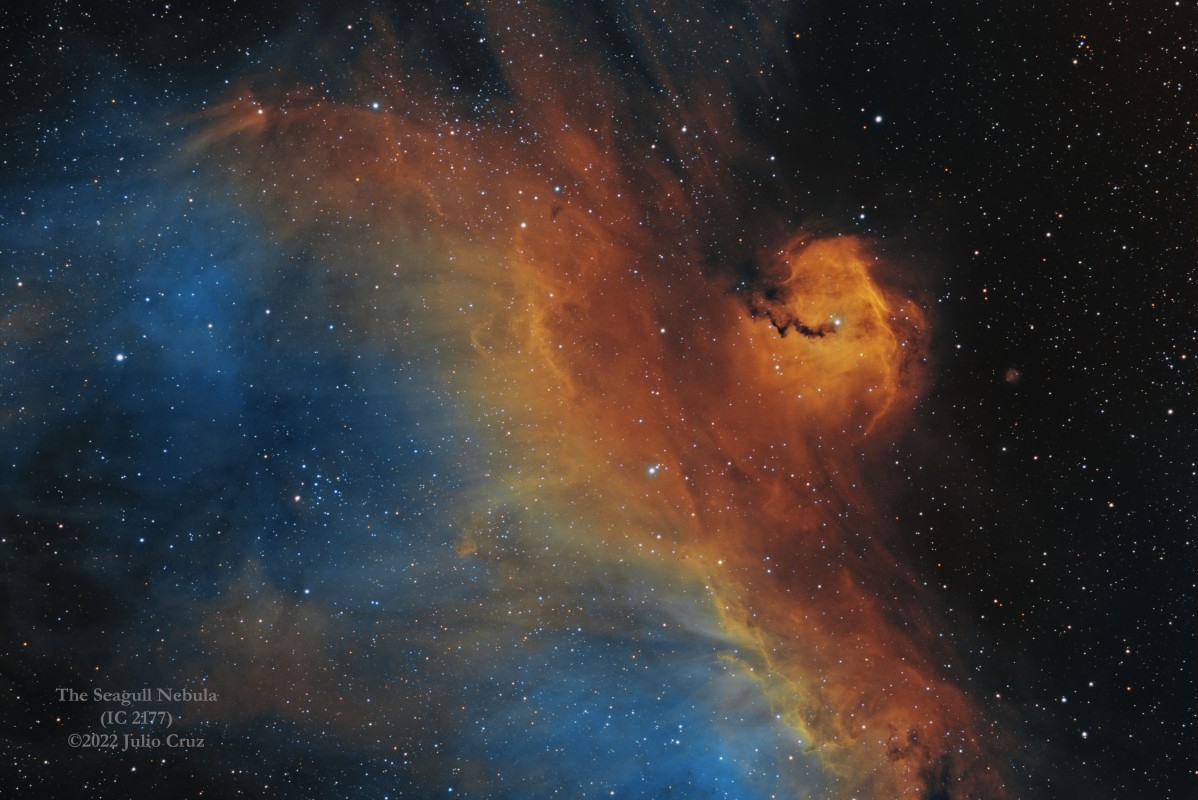 The Amazing Seagull - IC 2177 image