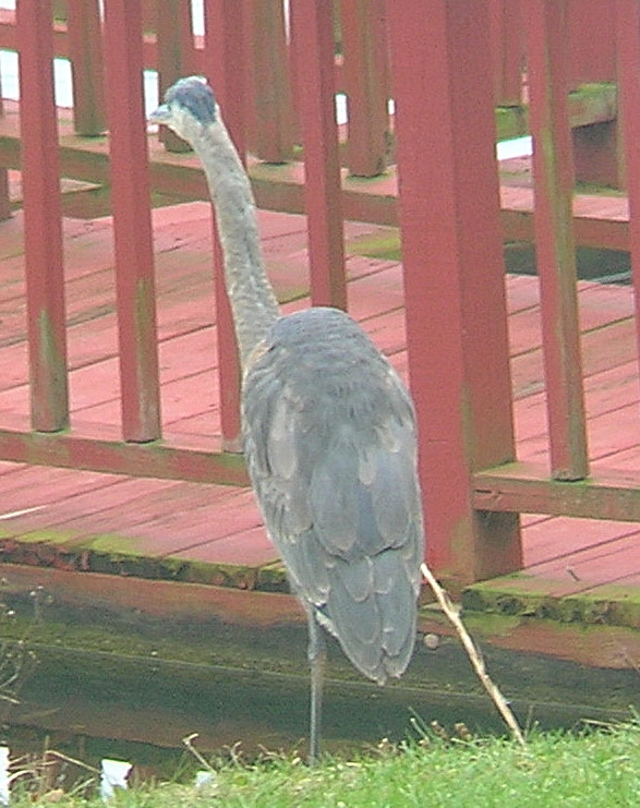 Propped-up heron
