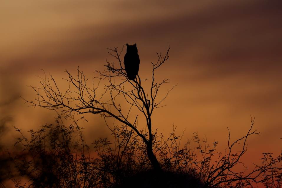 Great Horned Owl