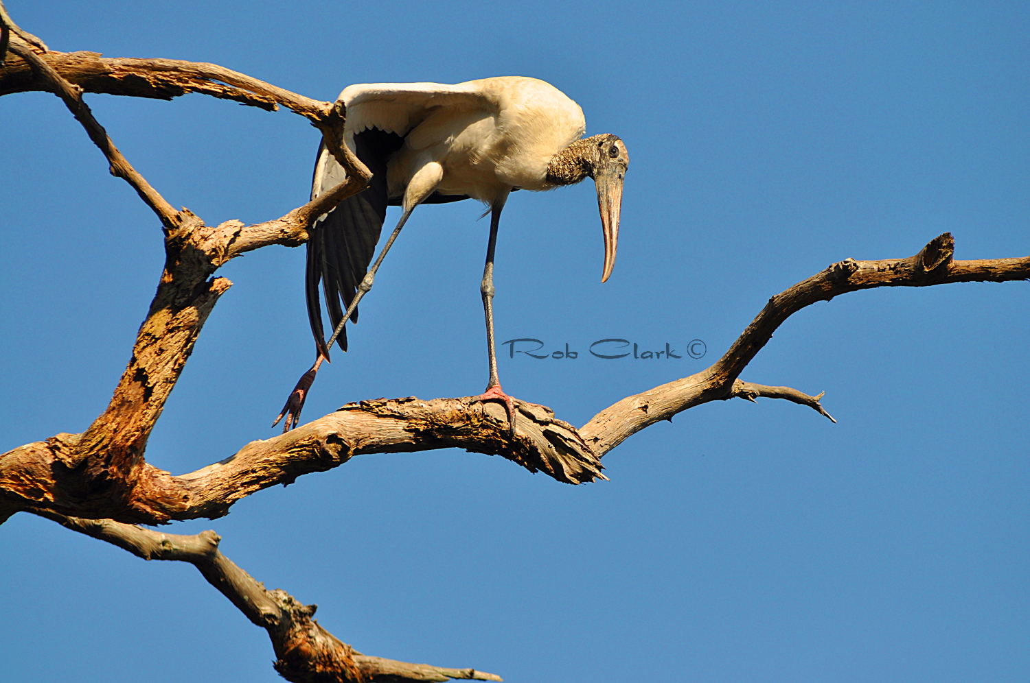 Woodstork on Deadwood