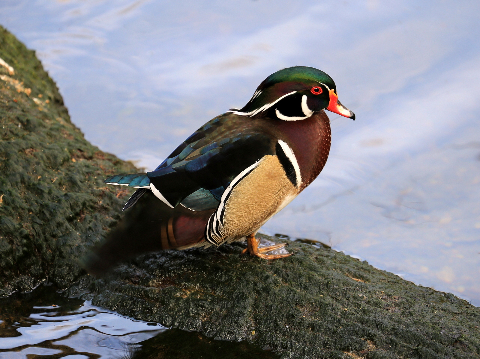 Male Wood Duck in Forida