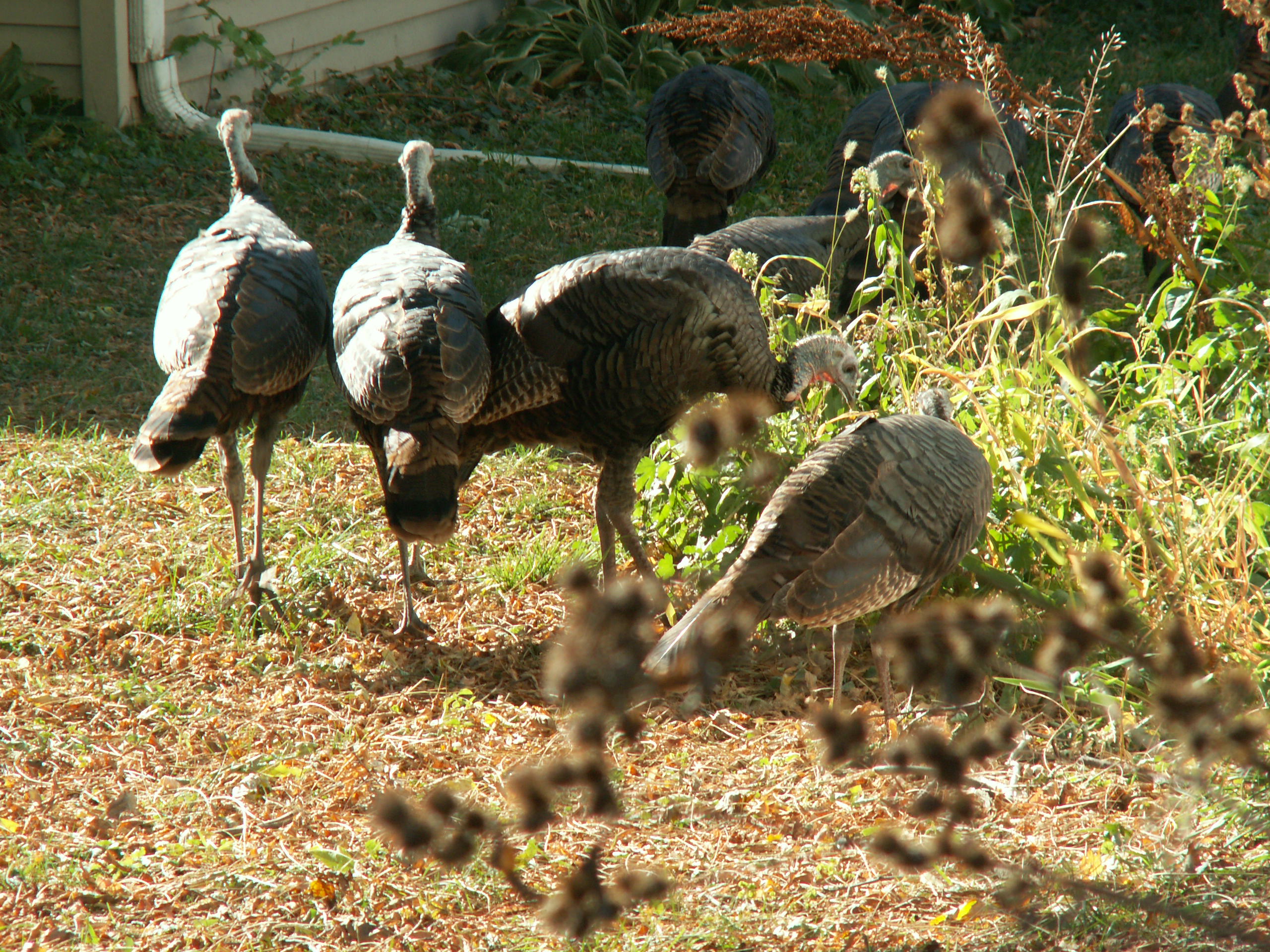 Urban Turkeys
