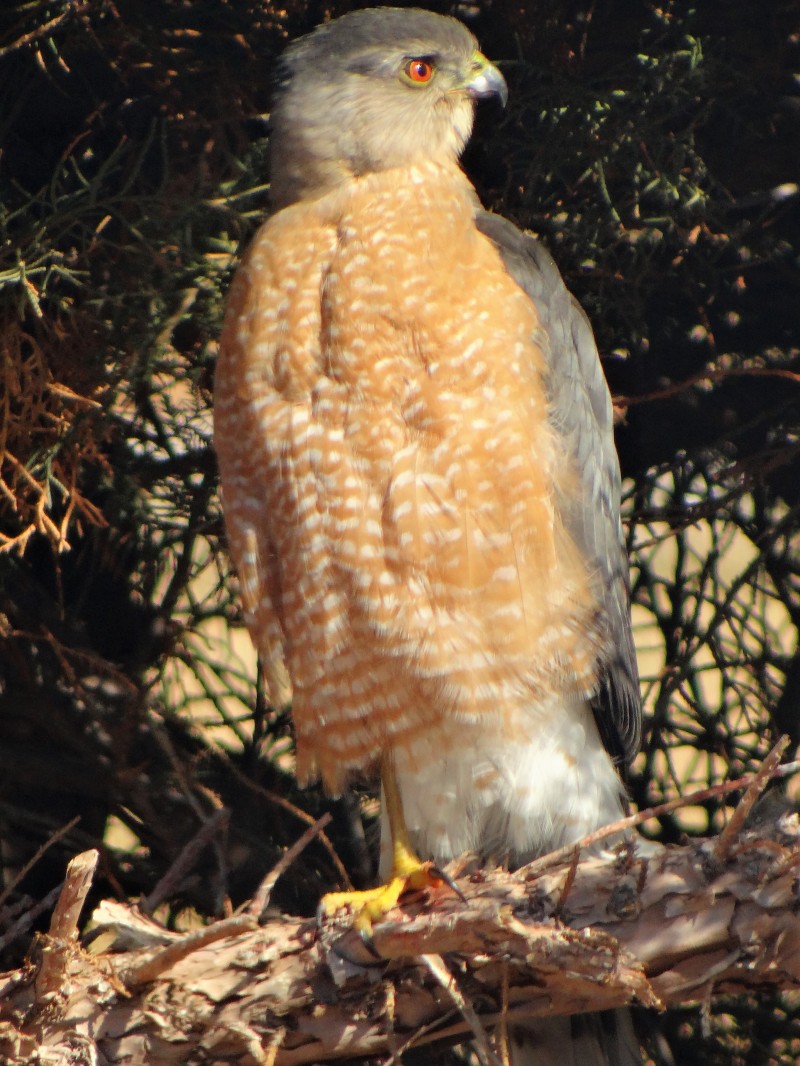 Dressed for the kill in New Mexico