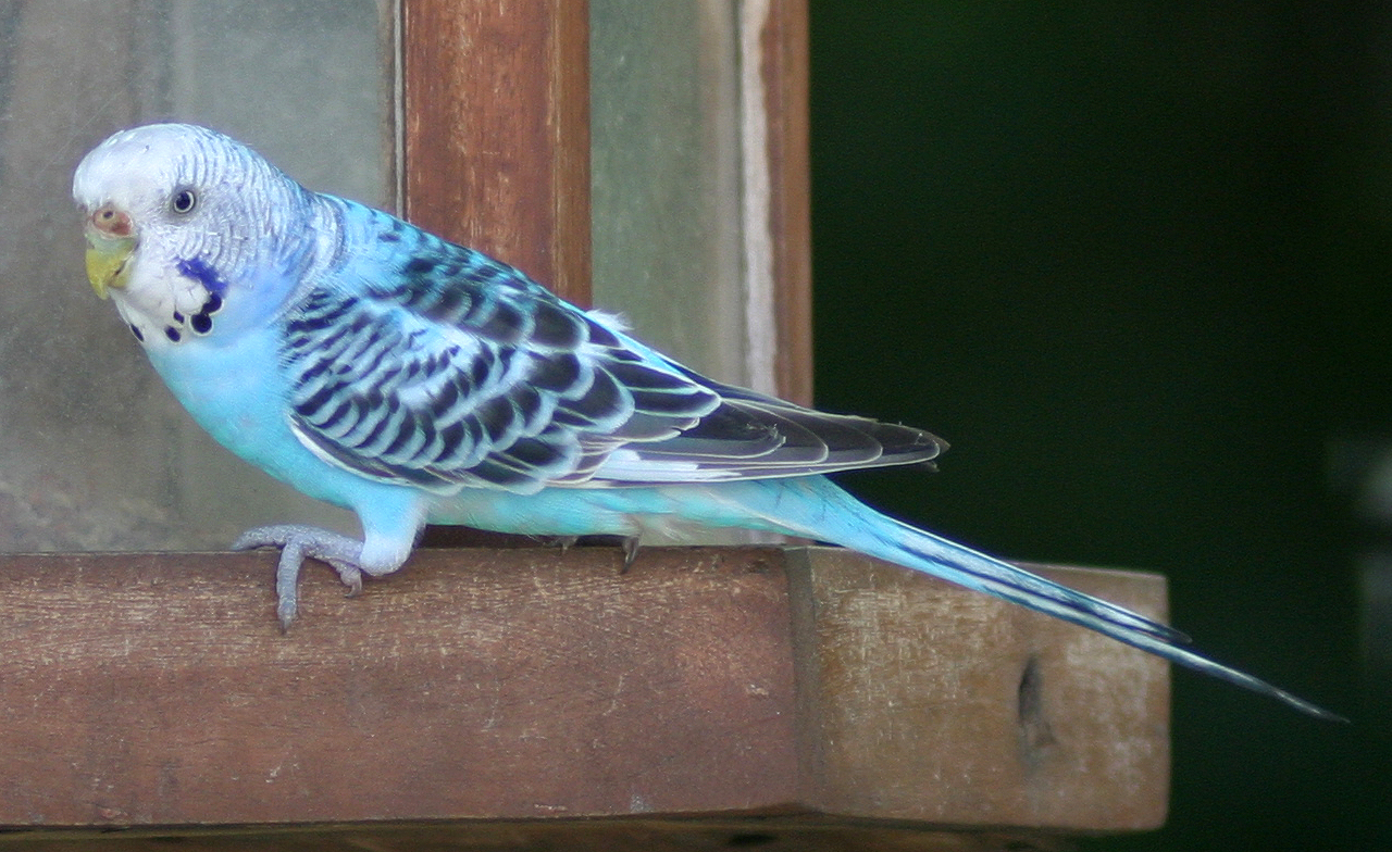 Parakeet