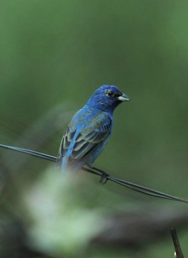 Mystery Bird