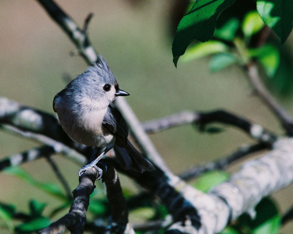 Titmouse on Film