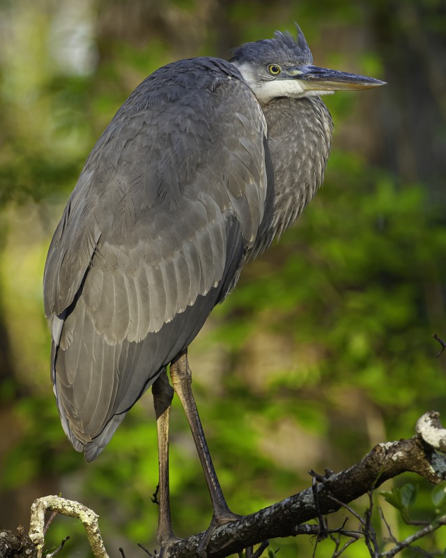 Great Blue Heron in mixed lighting. image