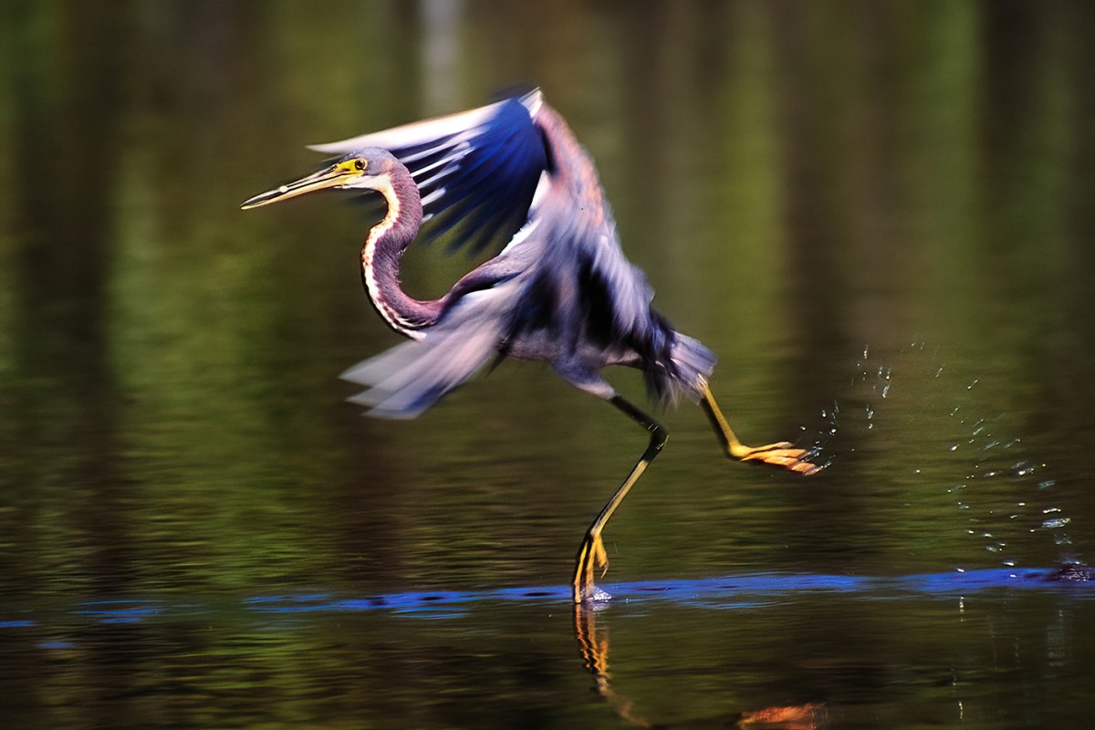 Tricolored Heron on Film
