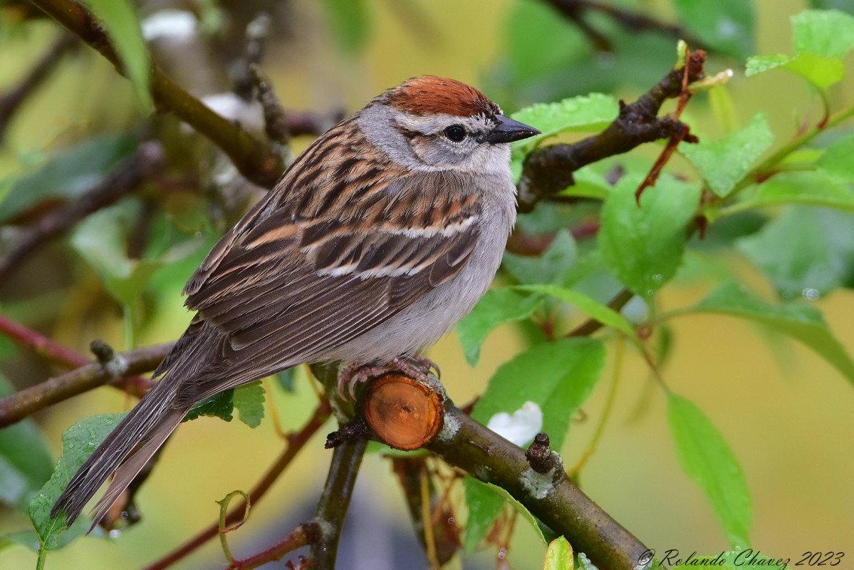 Sparrow on Apple Tree