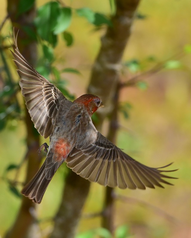 Finch in Flight