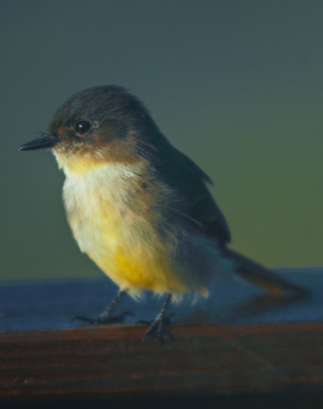 Phoebe bird (Vernonscope Master Birder)