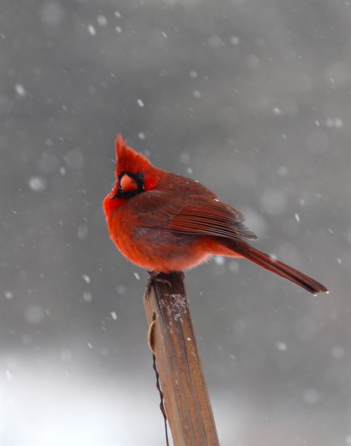 Cardinal in Snow