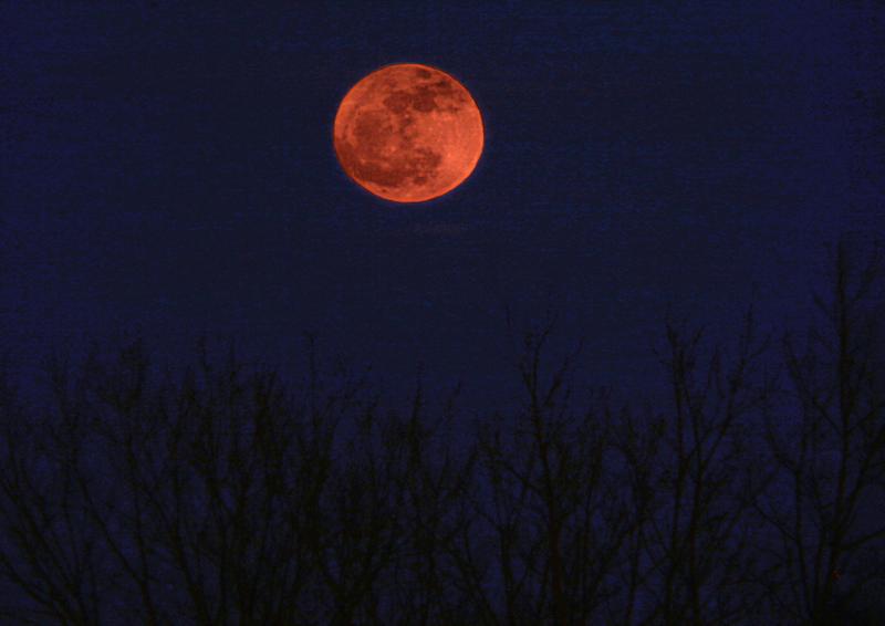 Full Moon Rise Beyond the Treetops