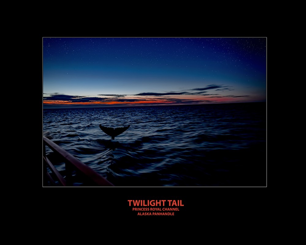 TWILIGHT WHALE TAIL