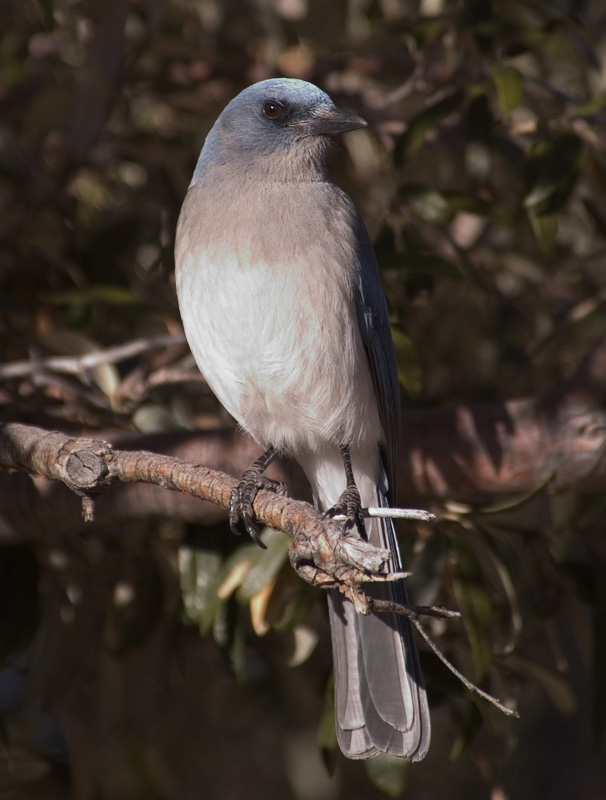 Mexican Jay