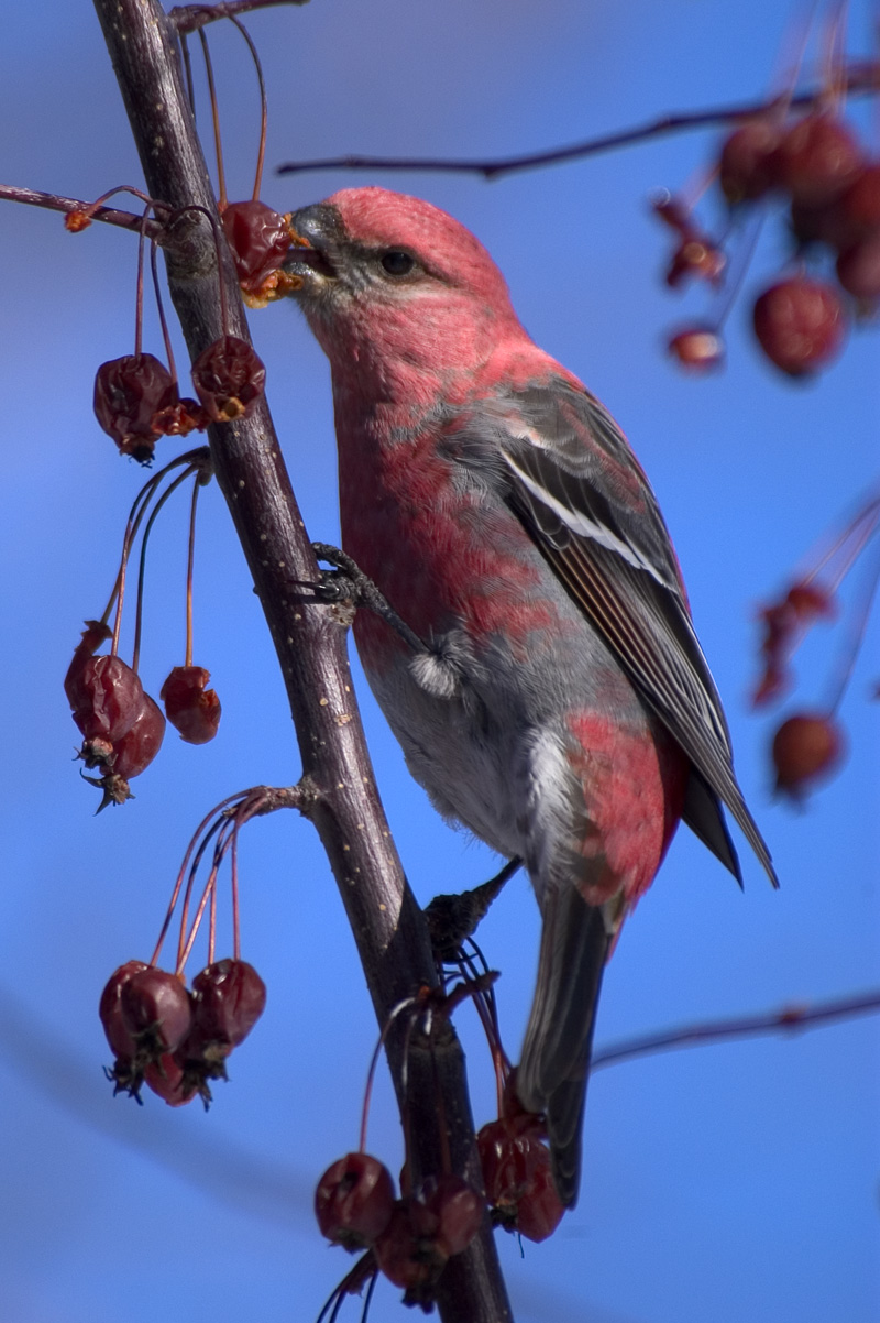 Pine Grosbeak Male