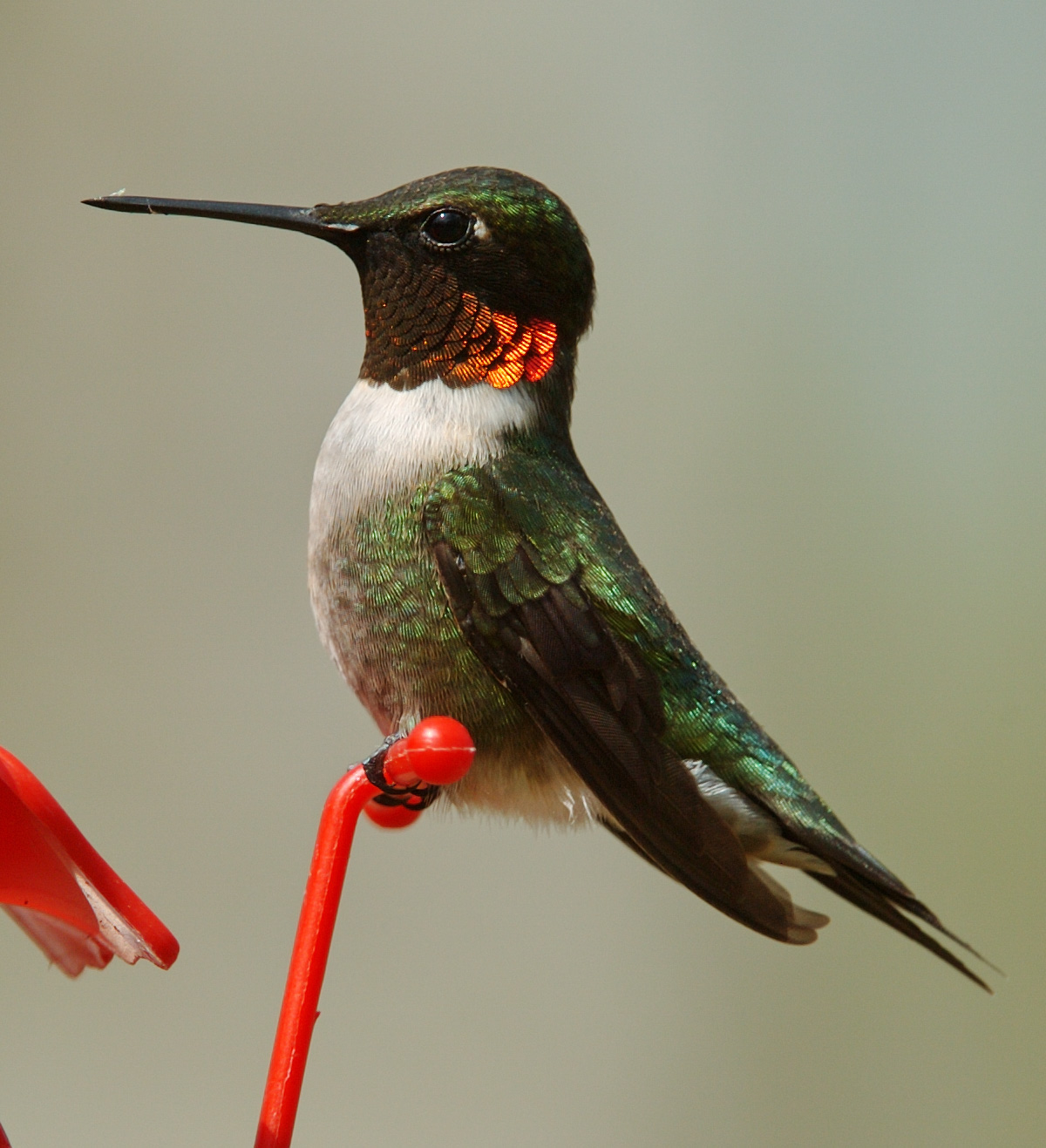 Hummer up close