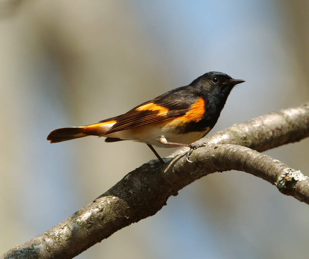 American Redstart