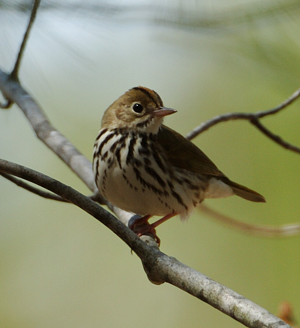 Ovenbird