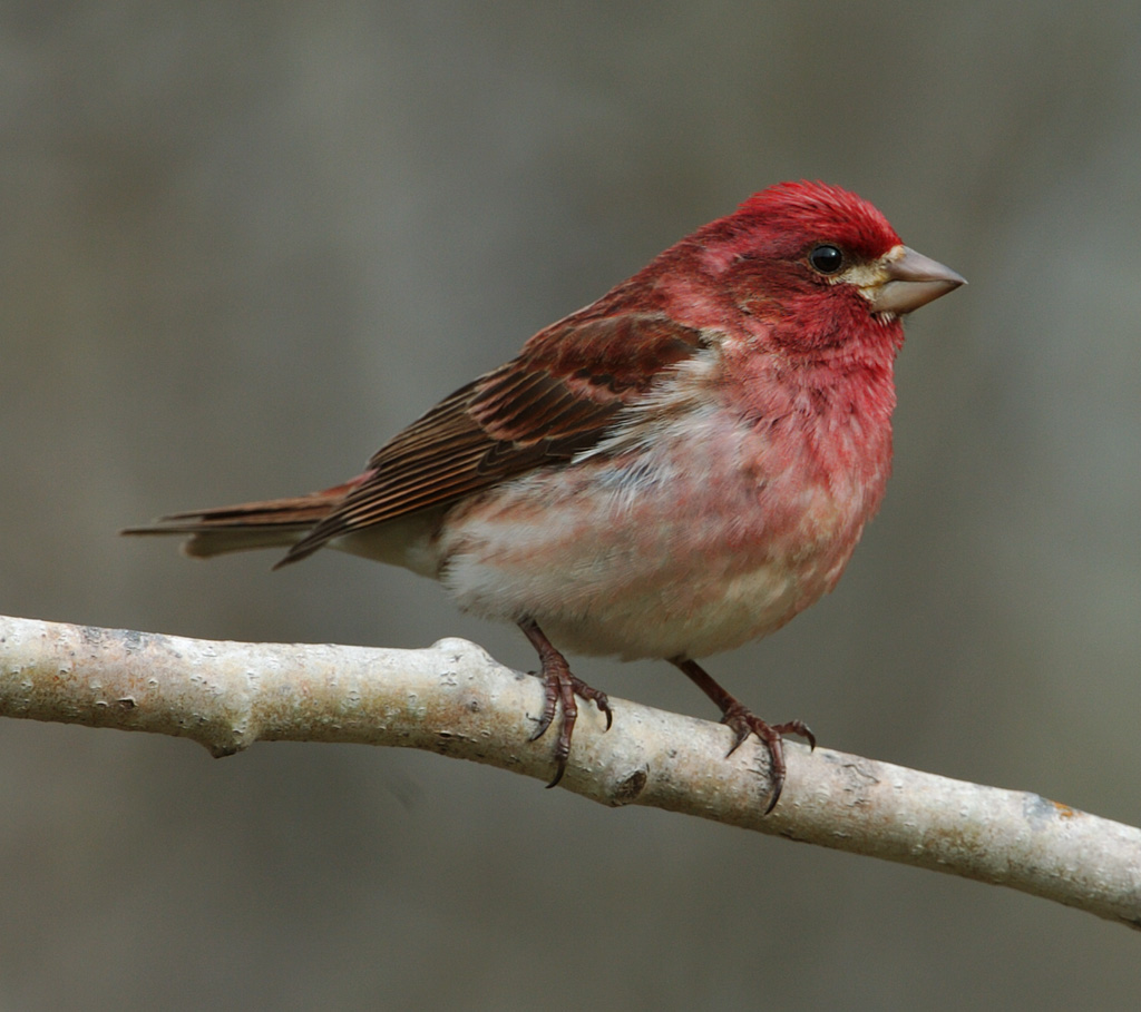 Purple Finch