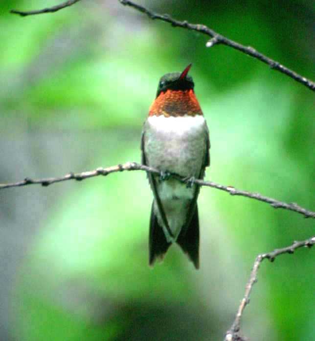 MALE RUBY-THROATED HUMMINGBIRD