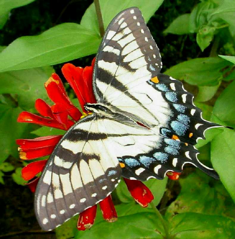 SWALLOWTAIL