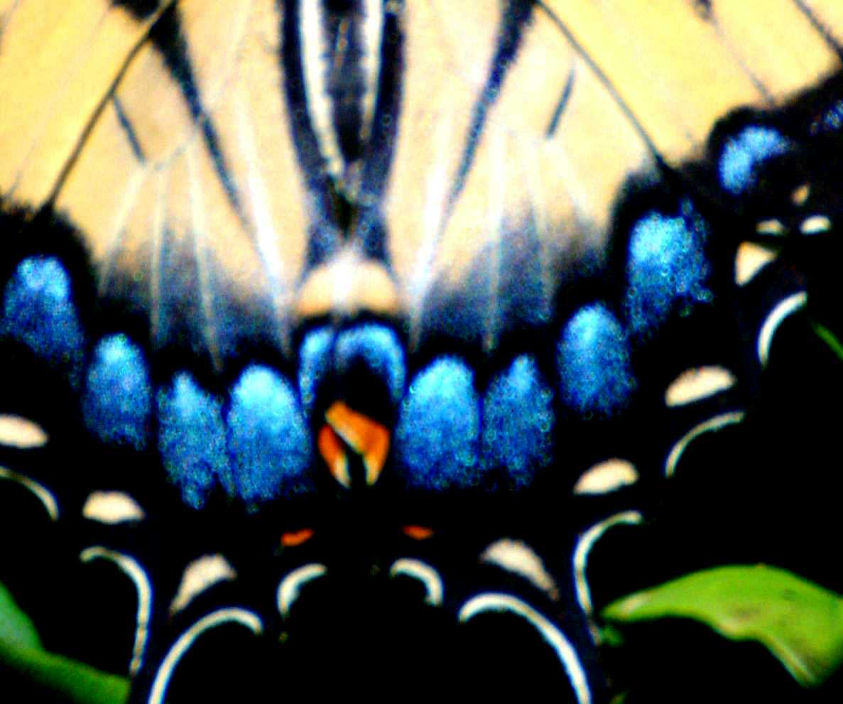 SWALLOWTAIL COLORS