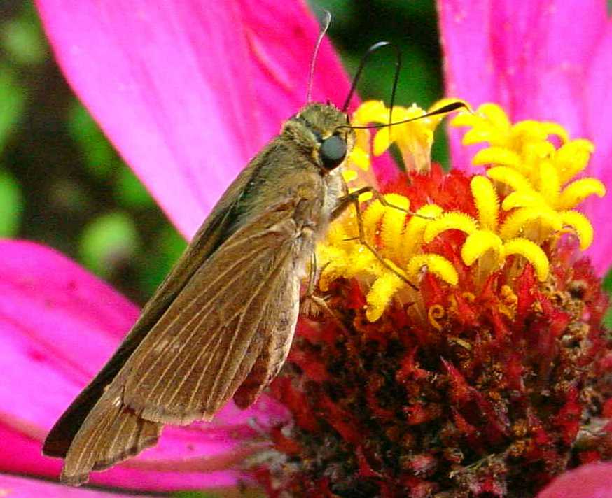 SOUTHERN CLOUDYWING SKIPPER