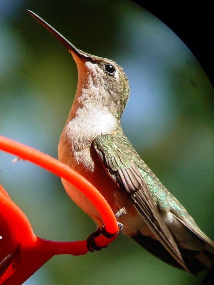 hummer at the feeder