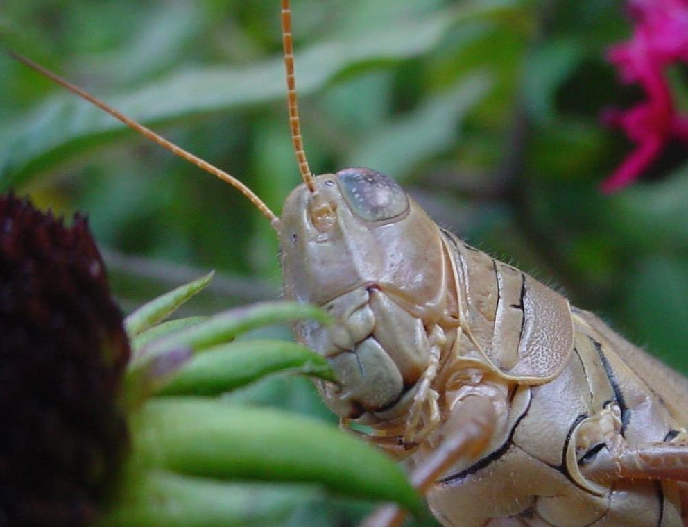 grasshopper