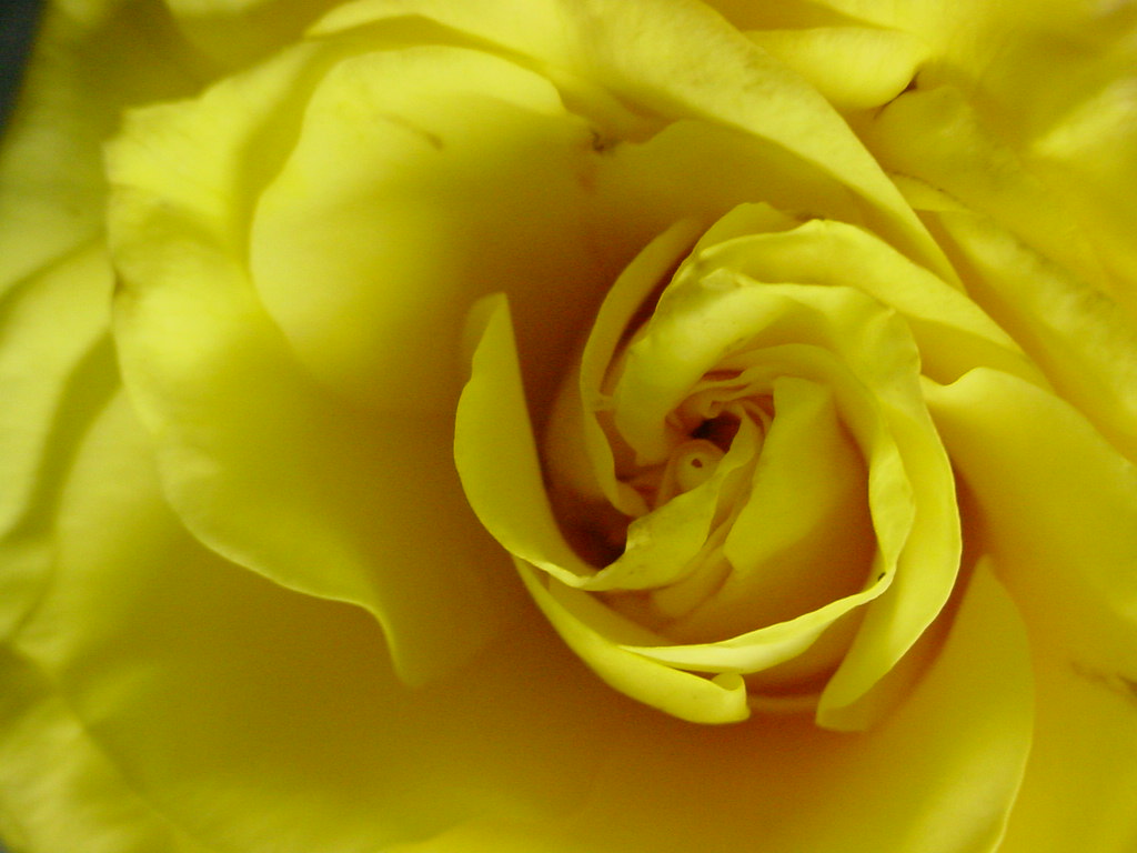 YELLOW ROSE