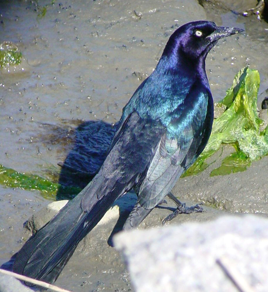 BOAT-TAILED GRACKEL