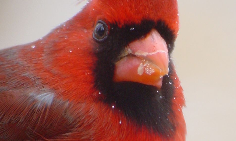 MALE CARDINAL CLOSE