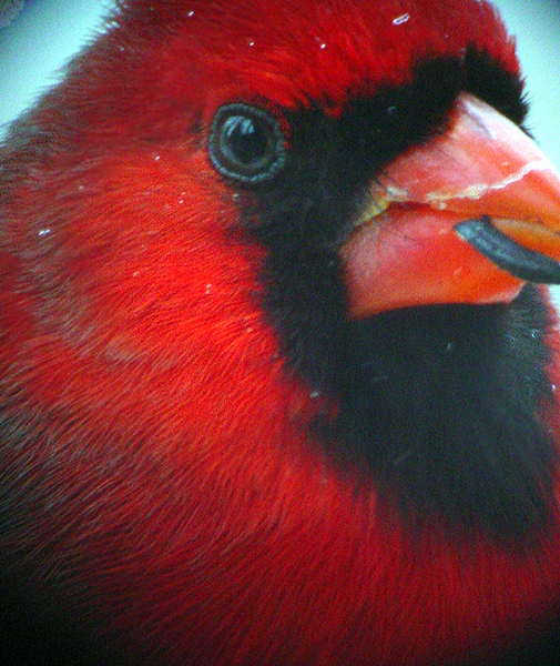 CARDINAL MALE VERY CLOSE