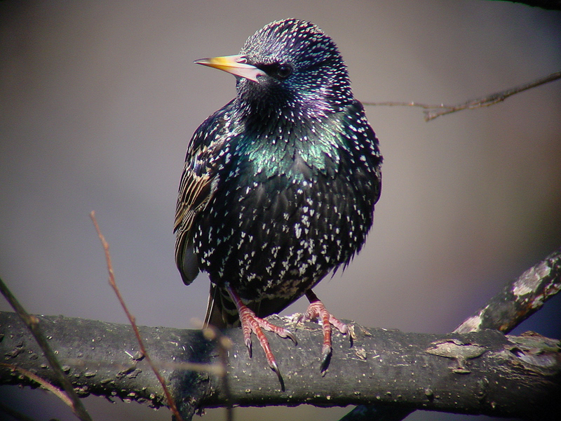 starling