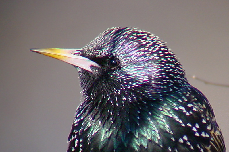 STARLING PORTRAIT