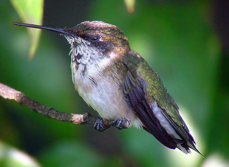 SLEEPY MALE RUBY-THROAT HUMMINGBIRD