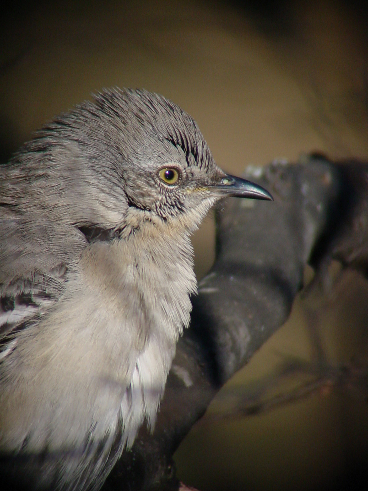 MOCKINGBIRD CLOSE