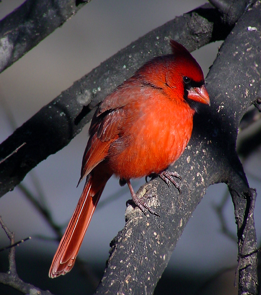 MALE CARDINAL